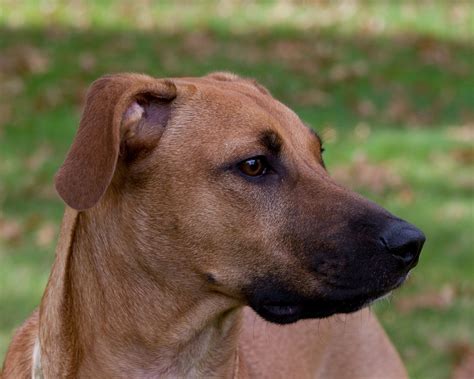 black faced cur|Black Mouth Cur Dog Breed Information & Characteristics.